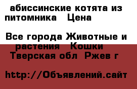 абиссинские котята из питомника › Цена ­ 15 000 - Все города Животные и растения » Кошки   . Тверская обл.,Ржев г.
